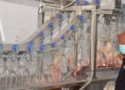 Surabaya Resmikan RPH Unggas Modern Berkapasitas 5.000 Ekor, Jaga Harga dan Higienitas.