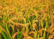 Jawa Timur Cetak Rekor Produksi Padi Tertinggi Nasional, Khofifah: Jatim Siap Dukung Program Makan Bergizi Gratis