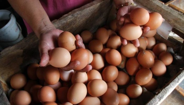 Harga Telur di Jombang Terus Meroket, Tembus Rp29 Ribu/Kg, Pedagang Keluhkan Daya Beli Turun