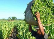 Panen Tembakau Bondowoso 2025 Melimpah, Kualitas Turun, Pabrik Enggan Serap.