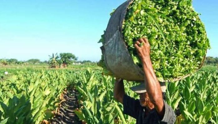 Panen Tembakau Bondowoso 2025 Melimpah, Kualitas Turun, Pabrik Enggan Serap.