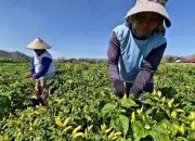 Harga Cabai di Kediri Naik Akibat Lonjakan Permintaan Ramadan