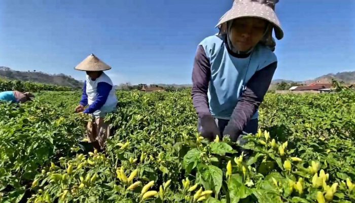 Harga Cabai di Kediri Naik Akibat Lonjakan Permintaan Ramadan