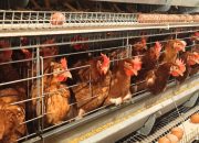 Produk Unggas RI Makin Mendunia, Ekspor Sentuh Rp18,2 Miliar