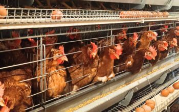 Produk Unggas RI Makin Mendunia, Ekspor Sentuh Rp18,2 Miliar