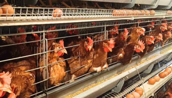 Produk Unggas RI Makin Mendunia, Ekspor Sentuh Rp18,2 Miliar