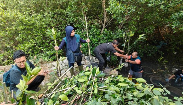 TPS Salurkan 3.000 Bibit Mangrove untuk Penghijauan Pesisir Sontoh Laut
