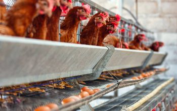Kementan dan Pelaku Usaha Komit Dongkrak Harga Ayam Broiler di Tingkat Peternak
