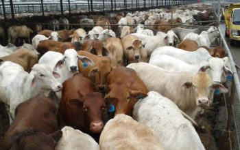 Kejar Swasembada Daging, Pemerintah Buru Sapi Indukan dari Brasil