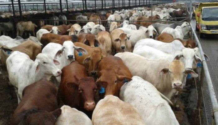Kejar Swasembada Daging, Pemerintah Buru Sapi Indukan dari Brasil