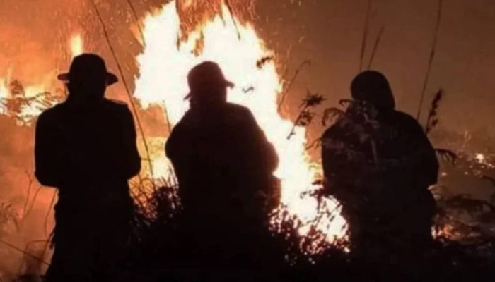 Empat Kecamatan Banyuwangi Dipetakan Rawan Kebakaran Hutan