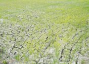 Kementan Kejar Pengairan 217 Hektare Sawah Terdampak Kekeringan di Lamongan