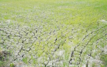 Kementan Kejar Pengairan 217 Hektare Sawah Terdampak Kekeringan di Lamongan