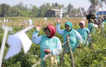 Syngenta Hadirkan SIMODIS® Berbasis PLINAZOLIN® untuk Tingkatkan Perlindungan Tanaman Cabai