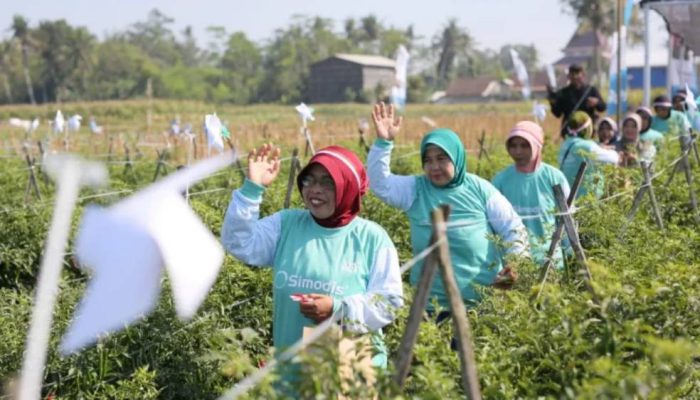 Syngenta Hadirkan SIMODIS® Berbasis PLINAZOLIN® untuk Tingkatkan Perlindungan Tanaman Cabai
